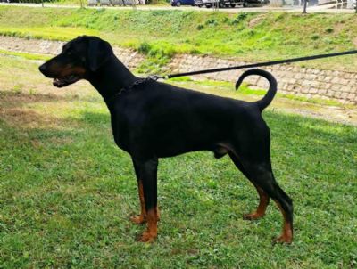 oglasi, Doberman, mujak